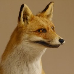 Vos Rode vos open bek op boomstam Opgezette dieren Opgezette dieren Trofee 89.8.180