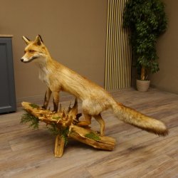 Vos Rode vos open bek op boomstam Opgezette dieren Opgezette dieren Trofee 89.8.180