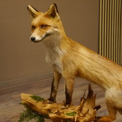 Vos Rode vos open bek op boomstam Opgezette dieren Opgezette dieren Trofee 89.8.180