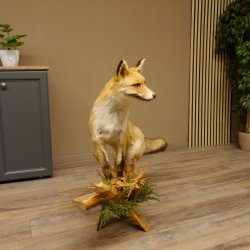 Vos Rode vos open bek op boomstam Opgezette dieren Opgezette dieren Trofee 89.8.180