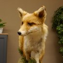 Vos Rode vos open bek op boomstam Opgezette dieren Opgezette dieren Trofee 89.8.180