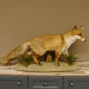 Vos Rode vos open bek op boomstam Opgezette dieren Opgezette dieren Trofee 89.8.180