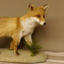 Vos Rode vos open bek op boomstam Opgezette dieren Opgezette dieren Trofee 89.8.180