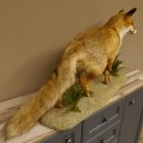 Vos Rode vos open bek op boomstam Opgezette dieren Opgezette dieren Trofee 89.8.180