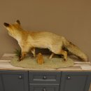 Vos Rode vos open bek op boomstam Opgezette dieren Opgezette dieren Trofee 89.8.180