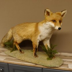 Vos Rode vos open bek op boomstam Opgezette dieren Opgezette dieren Trofee 89.8.180