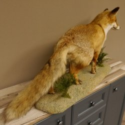 Vos Rode vos open bek op boomstam Opgezette dieren Opgezette dieren Trofee 89.8.180