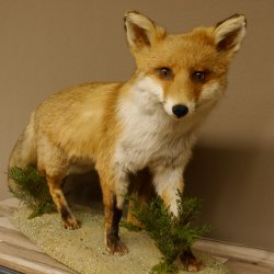 Vos Rode vos open bek op boomstam Opgezette dieren Opgezette dieren Trofee 89.8.180