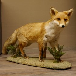 Vos Rode vos open bek op boomstam Opgezette dieren Opgezette dieren Trofee 89.8.180