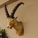 Ibex Alpine ibex buck head specimen HL 61 cm Head...
