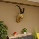 Cabra montés Cabra montés macho Cabeza disecada HL 61 cm Cabeza y hombros disecados 85.1.36