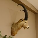 Ibex Alpine ibex buck head specimen HL 61 cm Head...