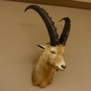 Cabra montés Cabra montés macho Cabeza disecada HL 61 cm Cabeza y hombros disecados 85.1.36