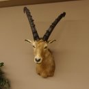 Cabra montés Cabra montés macho Cabeza disecada HL 61 cm Cabeza y hombros disecados 85.1.36