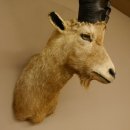 Cabra montés Cabra montés macho Cabeza disecada HL 61 cm Cabeza y hombros disecados 85.1.36