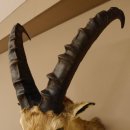 Cabra montés Cabra montés macho Cabeza disecada HL 61 cm Cabeza y hombros disecados 85.1.36