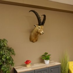 Cabra montés Cabra montés macho Cabeza disecada HL 61 cm Cabeza y hombros disecados 85.1.36