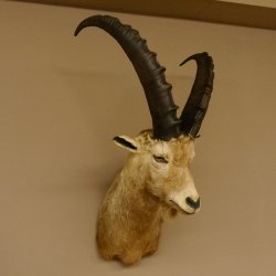 Cabra montés Cabra montés macho Cabeza disecada HL 61 cm Cabeza y hombros disecados 85.1.36
