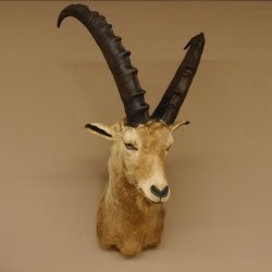 Cabra montés Cabra montés macho Cabeza disecada HL 61 cm Cabeza y hombros disecados 85.1.36