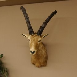 Cabra montés Cabra montés macho Cabeza disecada HL 61 cm Cabeza y hombros disecados 85.1.36