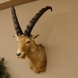 Cabra montés Cabra montés macho Cabeza disecada HL 61 cm Cabeza y hombros disecados 85.1.36