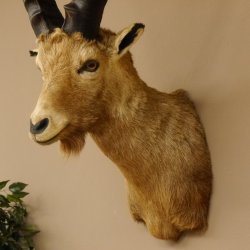 Cabra montés Cabra montés macho Cabeza disecada HL 61 cm Cabeza y hombros disecados 85.1.36