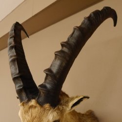 Cabra montés Cabra montés macho Cabeza disecada HL 61 cm Cabeza y hombros disecados 85.1.36