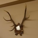 Rothirschgeweih ungerader 10 ender Hirsch Höhe 77 cm Hirschgeweih Geweih Trophäenschild 70.1035