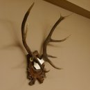 Rothirschgeweih ungerader 10 ender Hirsch Höhe 77 cm Hirschgeweih Geweih Trophäenschild 70.1035