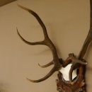 Rothirschgeweih ungerader 10 ender Hirsch Höhe 77 cm Hirschgeweih Geweih Trophäenschild 70.1035