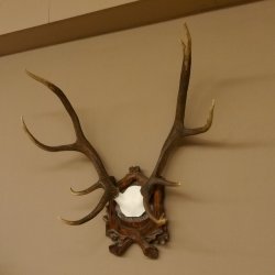 Rothirschgeweih ungerader 10 ender Hirsch Höhe 77 cm Hirschgeweih Geweih Trophäenschild 70.1035