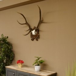 Rothirschgeweih ungerader 10 ender Hirsch Höhe 77 cm Hirschgeweih Geweih Trophäenschild 70.1035