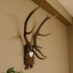 Rothirschgeweih ungerader 10 ender Hirsch Höhe 77 cm Hirschgeweih Geweih Trophäenschild 70.1035