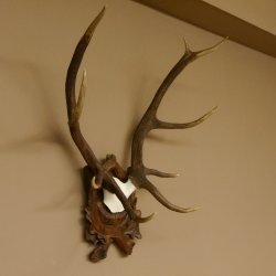 Rothirschgeweih ungerader 10 ender Hirsch Höhe 77 cm Hirschgeweih Geweih Trophäenschild 70.1035