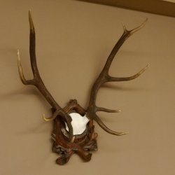 Rothirschgeweih ungerader 10 ender Hirsch Höhe 77 cm Hirschgeweih Geweih Trophäenschild 70.1035