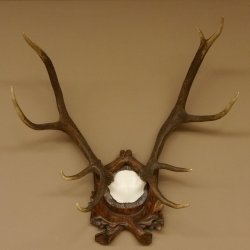 Rothirschgeweih ungerader 10 ender Hirsch Höhe 77 cm Hirschgeweih Geweih Trophäenschild 70.1035