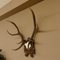 Rothirschgeweih ungerader 10 ender Hirsch Höhe 77 cm Hirschgeweih Geweih Trophäenschild 70.1035