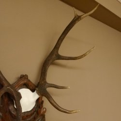 Rothirschgeweih ungerader 10 ender Hirsch Höhe 77 cm Hirschgeweih Geweih Trophäenschild 70.1035