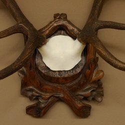 Rothirschgeweih ungerader 10 ender Hirsch Höhe 77 cm Hirschgeweih Geweih Trophäenschild 70.1035