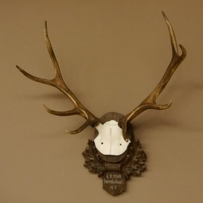 Rothirschgeweih 8 ender Hirsch Höhe 68 cm Hirschgeweih Geweih geschnitztem Trophäenschild 70.1036