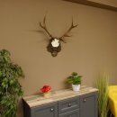 Rothirschgeweih 8 ender Hirsch Höhe 68 cm Hirschgeweih Geweih geschnitztem Trophäenschild 70.1036