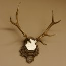 Rothirschgeweih 8 ender Hirsch Höhe 68 cm Hirschgeweih Geweih geschnitztem Trophäenschild 70.1036