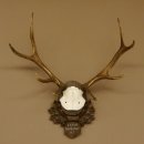 Rothirschgeweih 8 ender Hirsch Höhe 68 cm Hirschgeweih Geweih geschnitztem Trophäenschild 70.1036