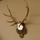 Rothirschgeweih 8 ender Hirsch Höhe 68 cm Hirschgeweih Geweih geschnitztem Trophäenschild 70.1036