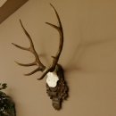 Rothirschgeweih 8 ender Hirsch Höhe 68 cm Hirschgeweih Geweih geschnitztem Trophäenschild 70.1036