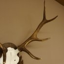 Rothirschgeweih 8 ender Hirsch Höhe 68 cm Hirschgeweih Geweih geschnitztem Trophäenschild 70.1036