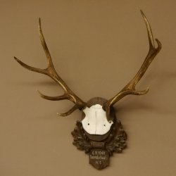 Rothirschgeweih 8 ender Hirsch Höhe 68 cm Hirschgeweih Geweih geschnitztem Trophäenschild 70.1036