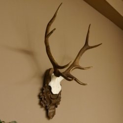 Rothirschgeweih 8 ender Hirsch Höhe 68 cm Hirschgeweih Geweih geschnitztem Trophäenschild 70.1036