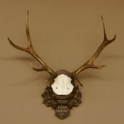 Rothirschgeweih 8 ender Hirsch Höhe 68 cm Hirschgeweih Geweih geschnitztem Trophäenschild 70.1036