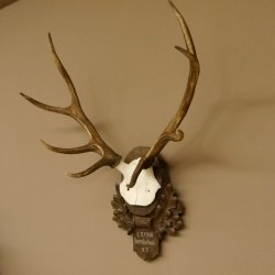 Rothirschgeweih 8 ender Hirsch Höhe 68 cm Hirschgeweih Geweih geschnitztem Trophäenschild 70.1036